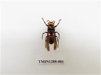 藏品(擬大虎頭蜂)的圖片